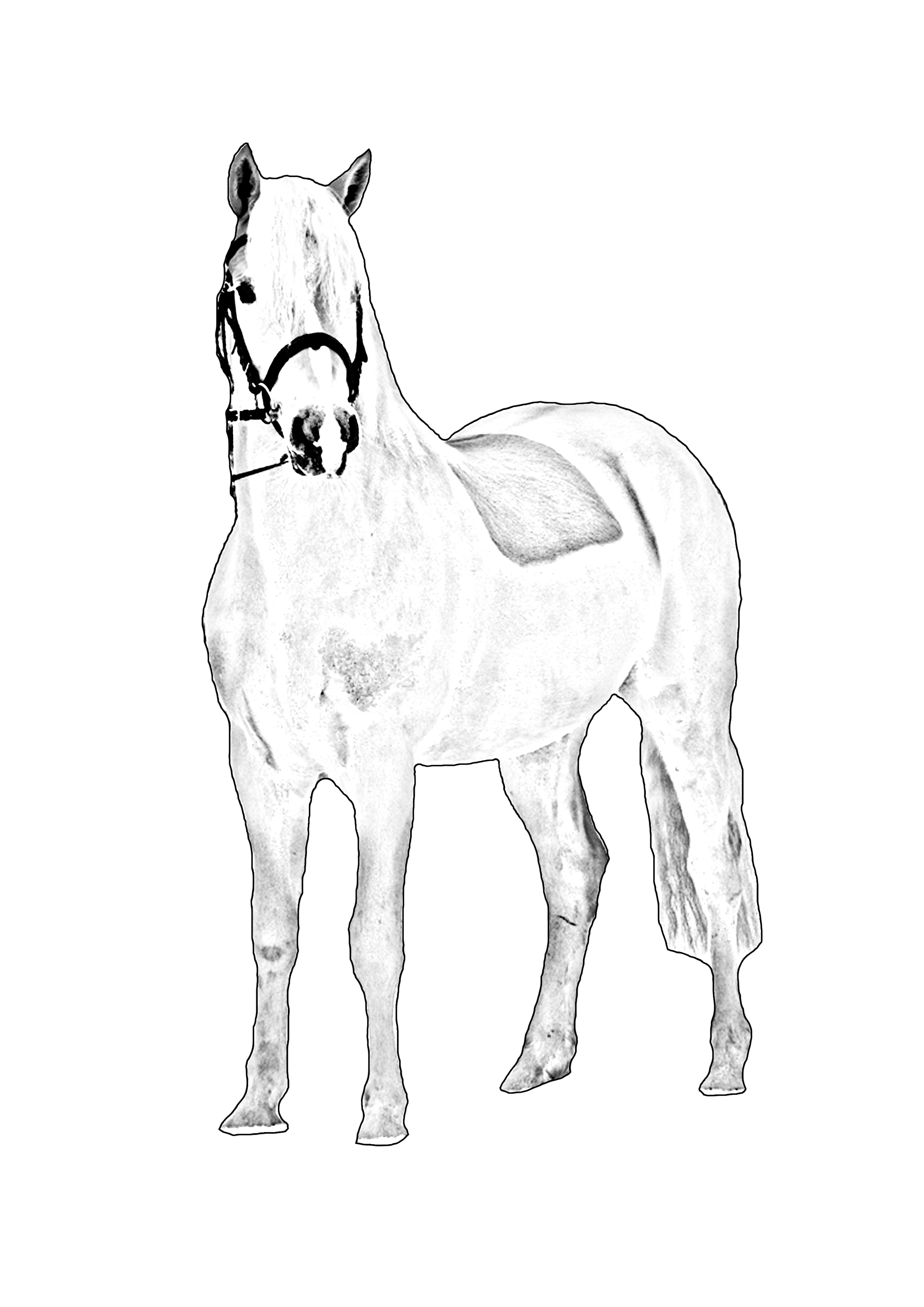 malvorlage reiterin mit pferd  ausmalbilder zum